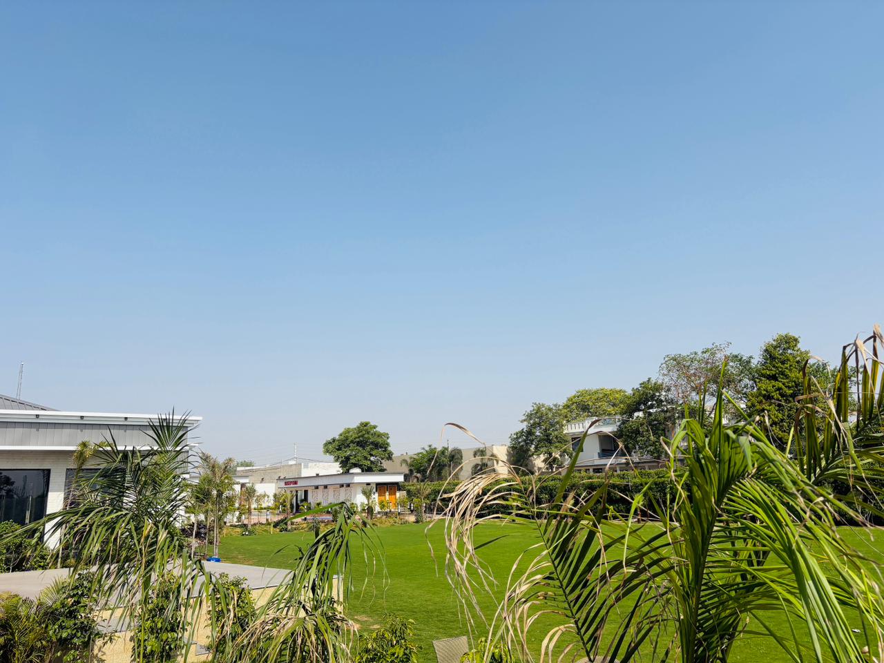Lawn palms